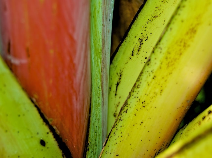 Glossaire bilingue français anglais sur la biodiversité