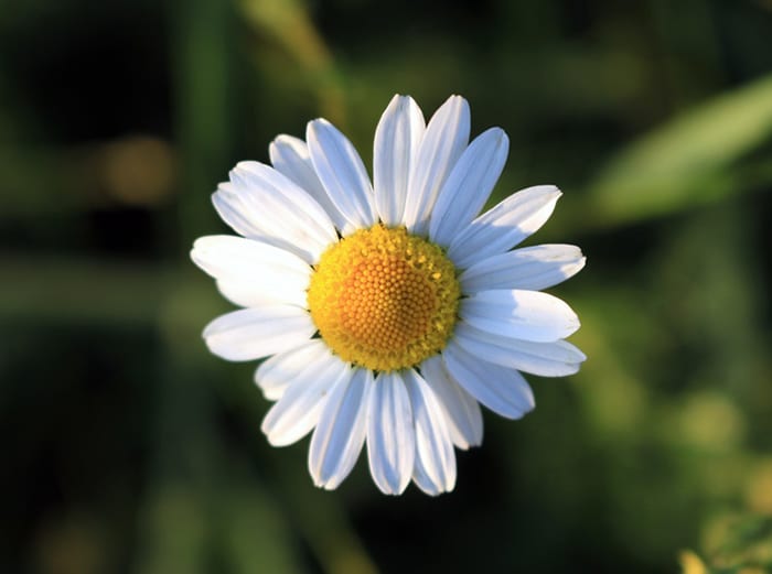 Services d’interprétation français allemand conférence biodiversité