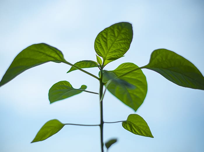 Traduction de l’espagnol vers le français, rapport environnemental